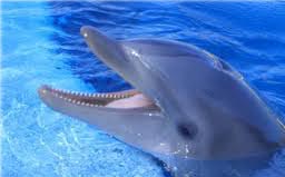 Kurioje Europos jūroje galima išvysti delfinų?