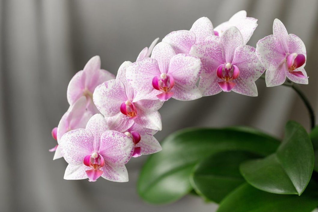 Orchidėjų žydėjimas namuose (nuotr. Shutterstock.com)