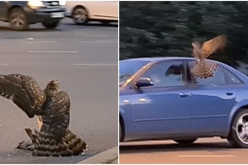 Klaipėdos centre – plėšriojo paukščio medžioklė (nuotr. stop kadras)