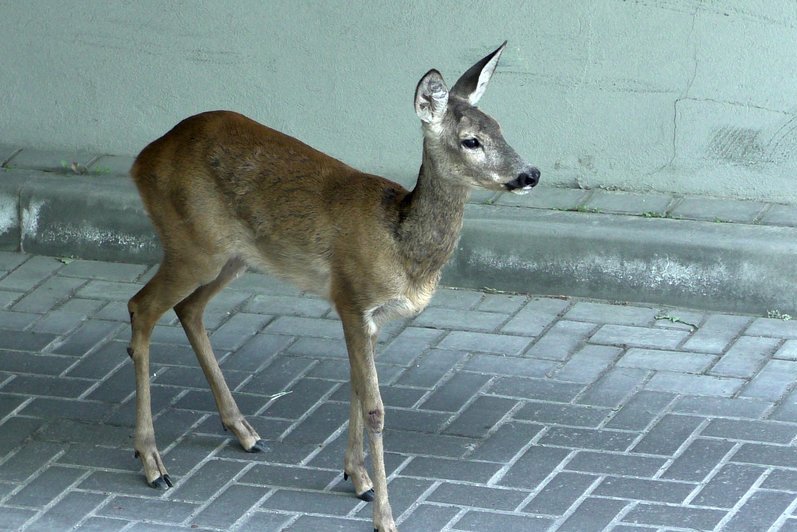Stirna Vilniuje (nuotr. Broniaus Jablonsko)