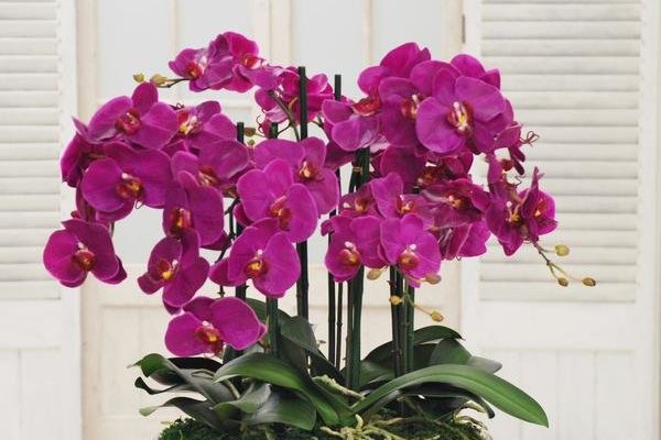 Orchidėja namuose (nuotr. YouTube)