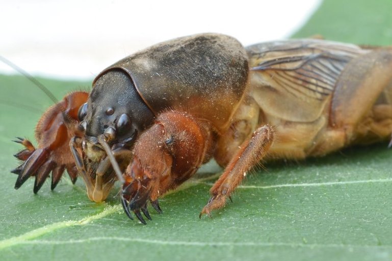 Kurklys (nuotr. Shutterstock.com)