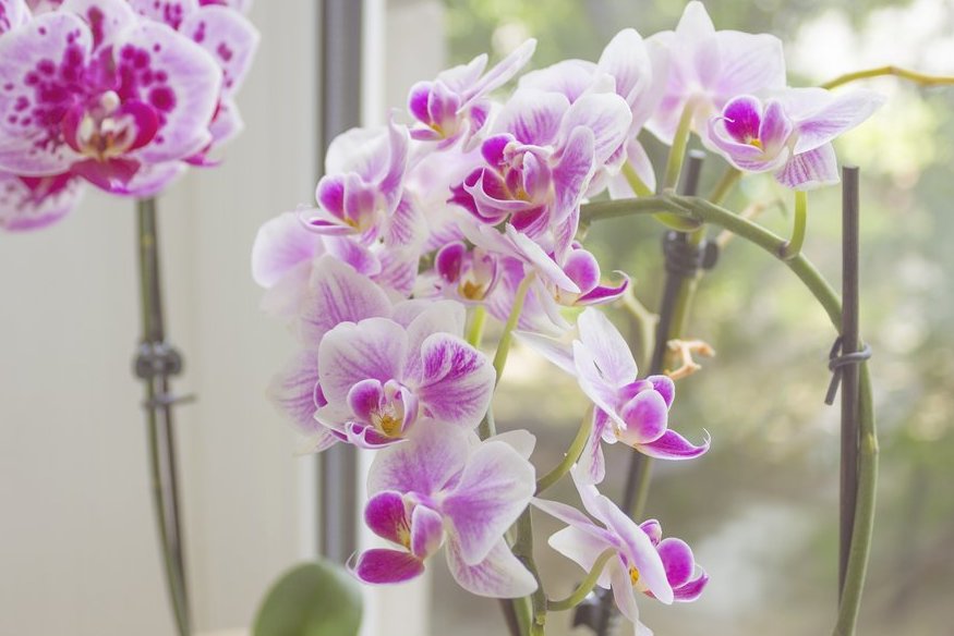 Orchidėjų žydėjimas (nuotr. Shutterstock.com)