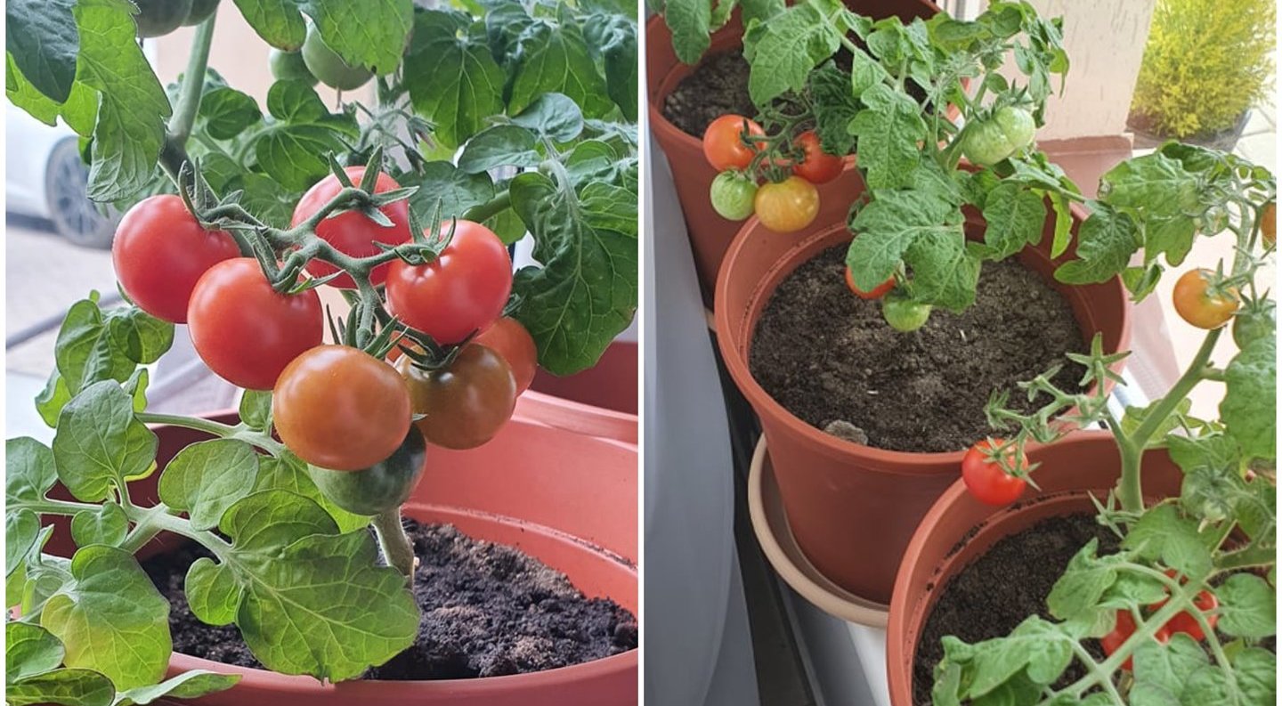 Orinta jau skina pirmą pomidorų derlių: atskleidė, kaip tai pavyko